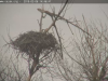 6.3.2019 2 Adler Sitzt da jemand in der Horstmulde 2