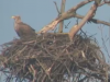 Seeadler Aufpasser 17.2.2019, der Horst wird bearbeitet , Bewegung im Horst 2