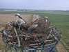 10 am 4.4.2019 Dritter Fia umkreist den Horst 2