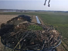 5 am 2.4.2019 Es  wird ausgefochten wer den Horst belegt, Angriff von beringtem Fia 3