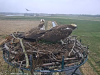 9 am 4.4.2019 Dritter Fia umkreist den Horst und greift an