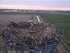 01   15.4.2019 Heute morgen Fia in Brutposition Horstmulde