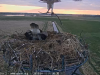 06   15.4.2019 Unmengen an Nistmaterial wird gebracht 3