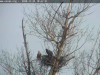 25.11.2020 Neuer Seeadlerhorst 7