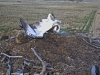 26.3.2021-10-Dritter-Fischadler-unberingt