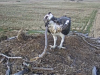 26.3.2021-4-Dritter-Fischadler-unberingt