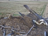 26.3.2021-5-Dritter-Fischadler-unberingt