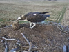 26.3.2021-6-Dritter-Fischadler-unberingt