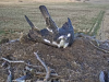 26.3.2021-9-Dritter-Fischadler-unberingt