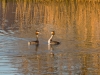 03-vogelbeobachtungen-im-maerz-2014-14