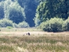 Altvogel - mit gutem Beispiel vorran in den Wald