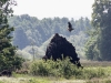 Jungvogel folgt nach kurzem ZÃ¶gern