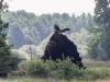 und landet auf dem Platz des Jungvogels