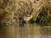 Rohrdommel 3
