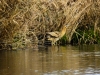 Rohrdommel 4
