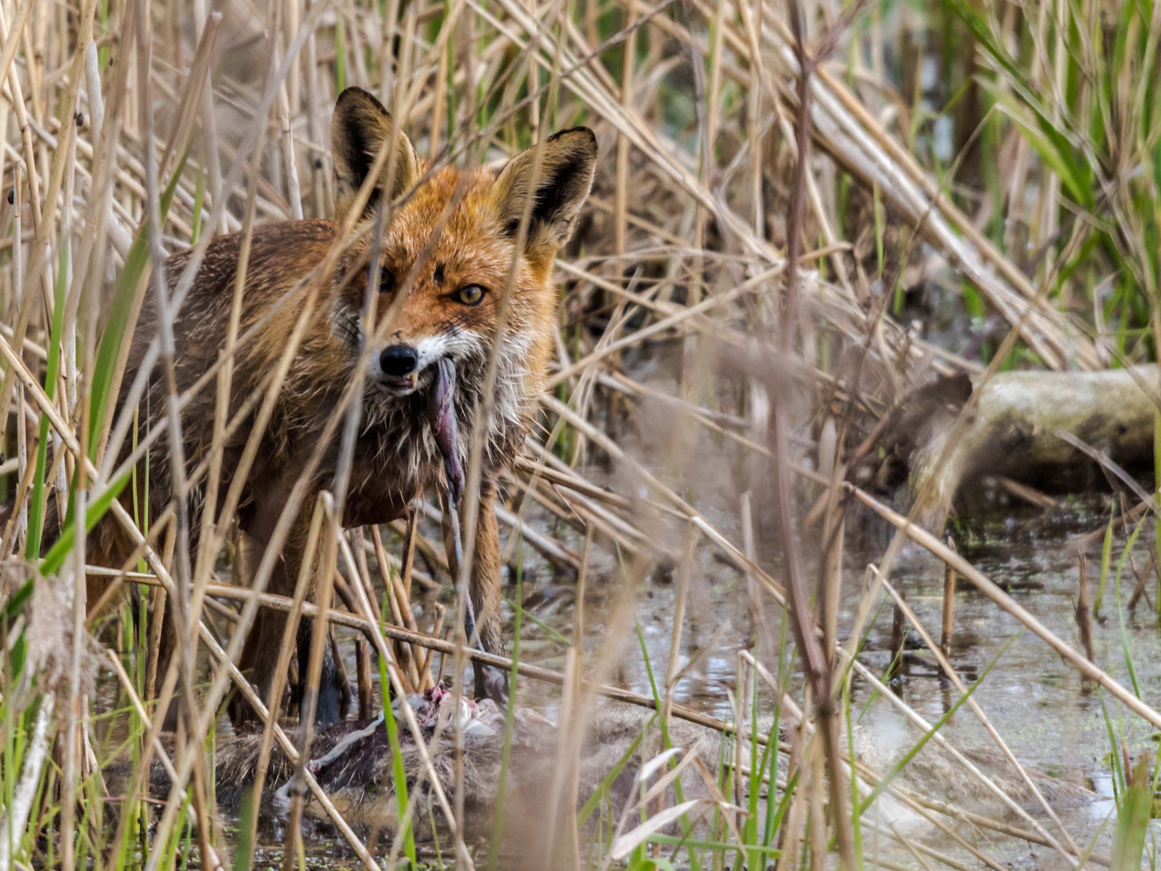 Fuchs 1