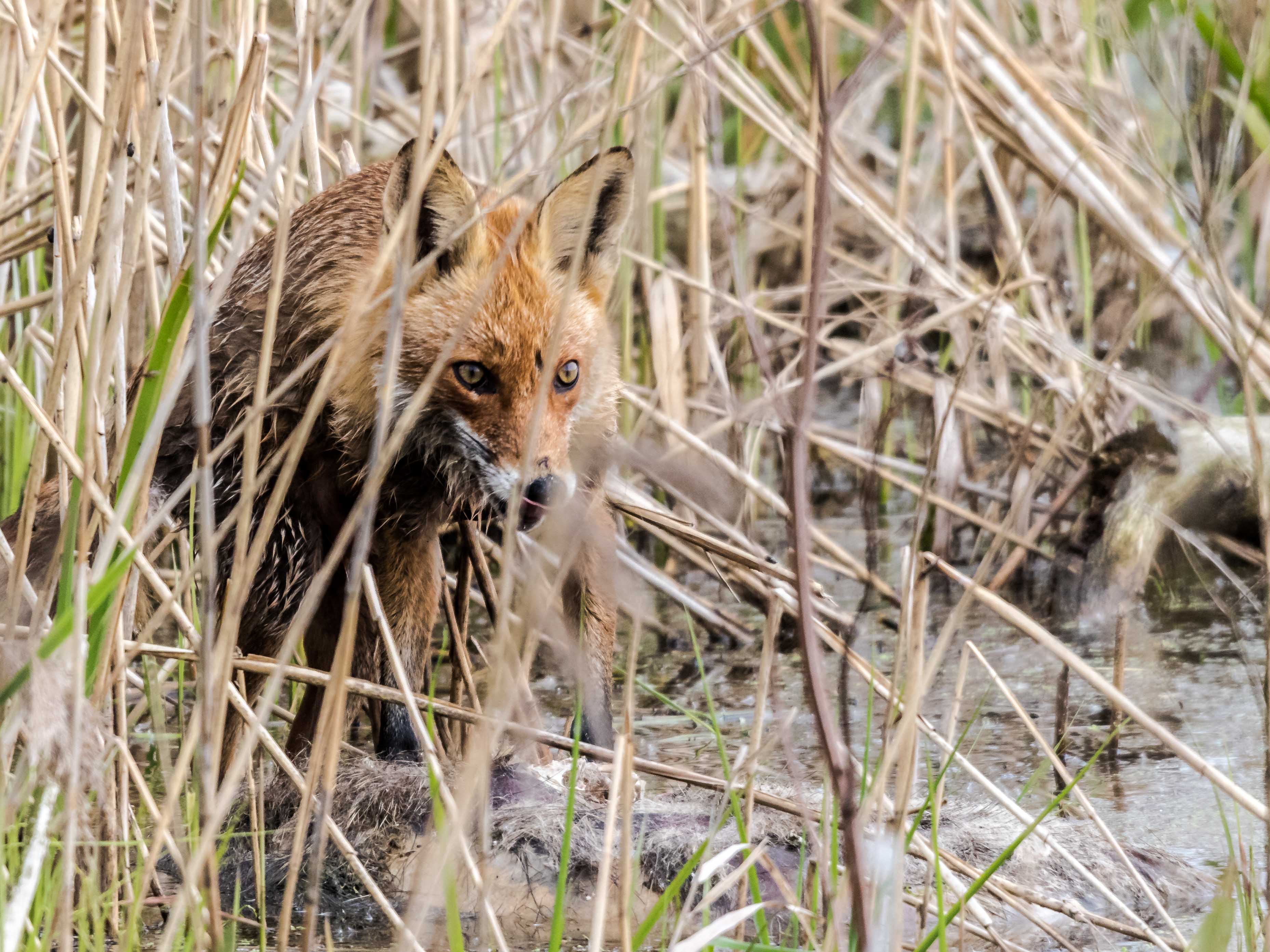 Fuchs 2