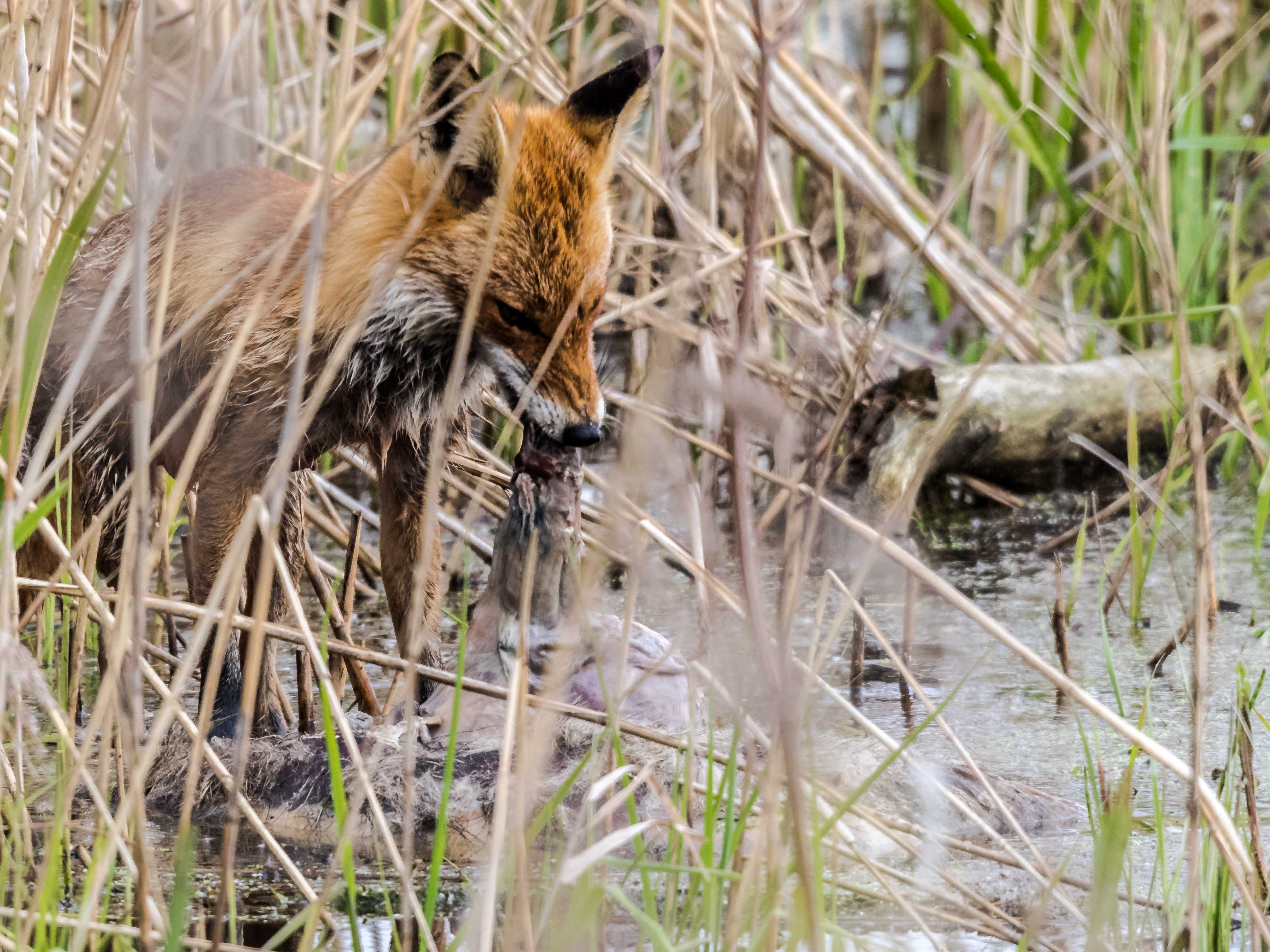 Fuchs 3