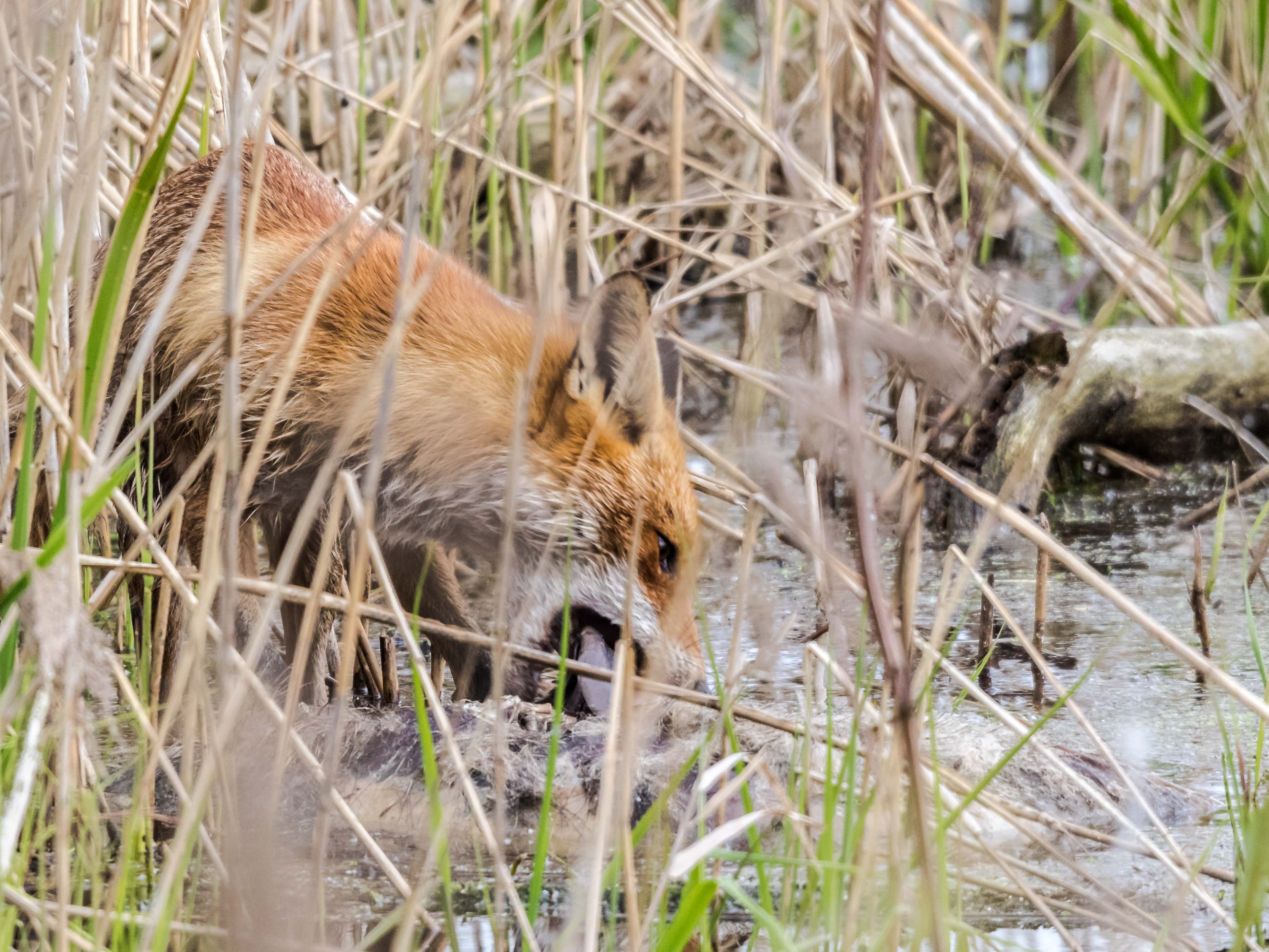 Fuchs 4