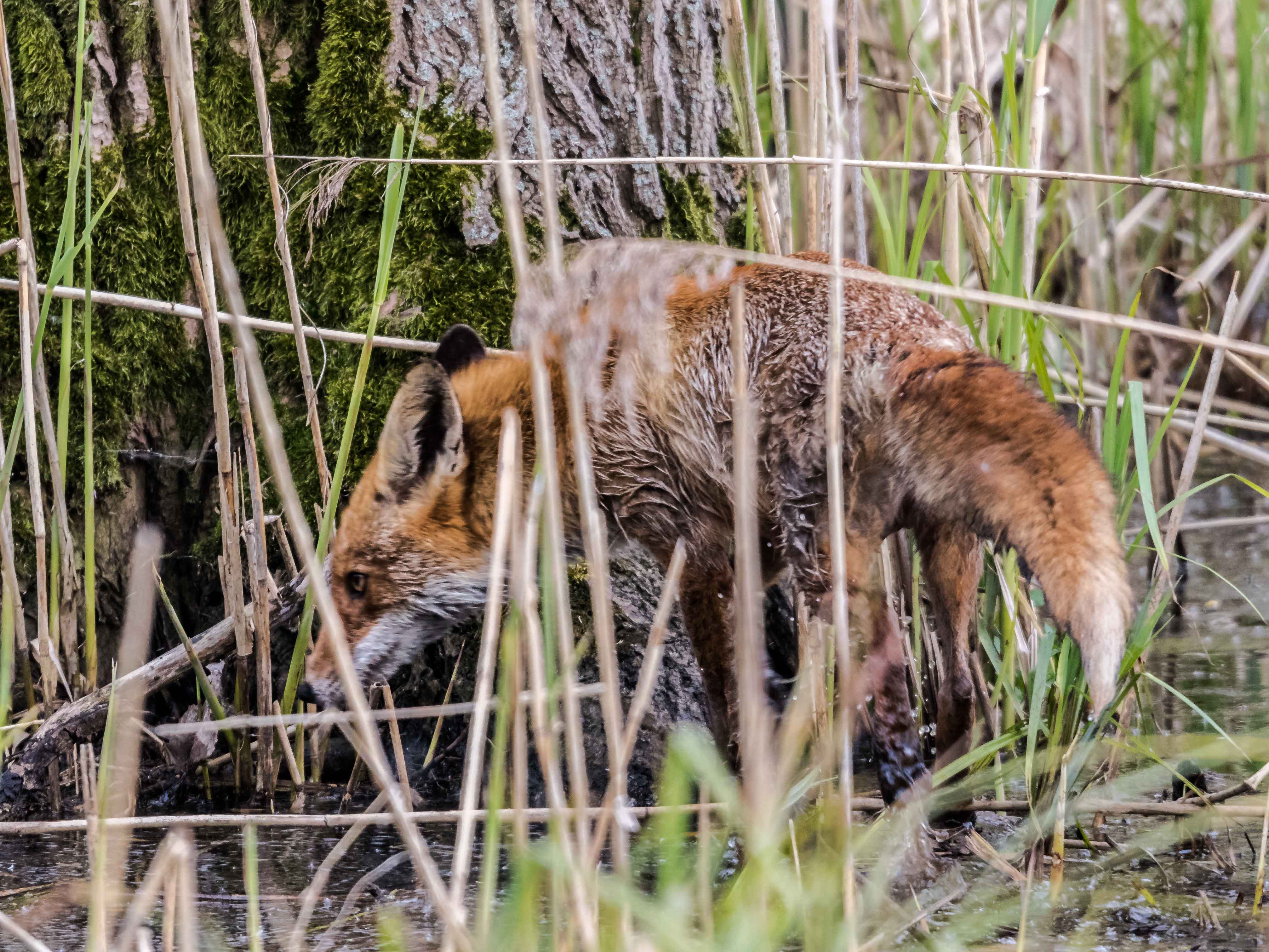 Fuchs 5