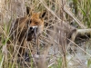 Fuchs 1