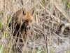 Fuchs 2