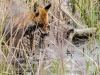 Fuchs 3