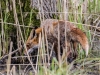 Fuchs 5