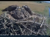 clip_image002