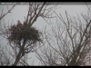Seeadler_clip_20170306