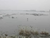 Vogelbiotop-20170117-1226452842