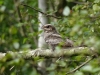 DSC00940