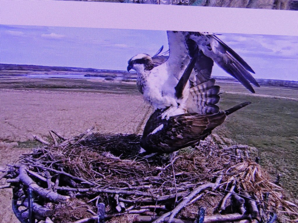 3 31.03.2019 (25)k