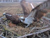 videoframe_4294967295-24