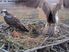 videoframe_4294967295-26