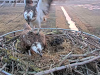 videoframe_4294967295-29