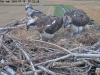 videoframe_712441