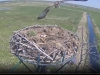 Fischadler | Naturbeobachtungen am Steinhuder Meer - 18.04.2020, 12:39