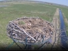 Fischadler | Naturbeobachtungen am Steinhuder Meer - 18.04.2020, 12:39