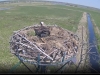 Fischadler | Naturbeobachtungen am Steinhuder Meer - 18.04.2020, 12:39