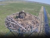Fischadler | Naturbeobachtungen am Steinhuder Meer - 18.04.2020, 12:39