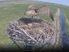 Fischadler | Naturbeobachtungen am Steinhuder Meer - 18.04.2020, 12:39