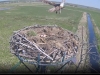 Fischadler | Naturbeobachtungen am Steinhuder Meer - 18.04.2020, 12:39