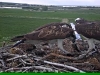 Fischadler | Naturbeobachtungen am Steinhuder Meer