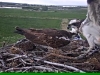 Fischadler | Naturbeobachtungen am Steinhuder Meer