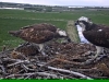 Fischadler | Naturbeobachtungen am Steinhuder Meer