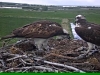 Fischadler | Naturbeobachtungen am Steinhuder Meer