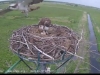 Fischadler | Naturbeobachtungen am Steinhuder Meer