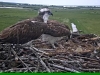 Fischadler | Naturbeobachtungen am Steinhuder Meer