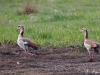 nilgans_13